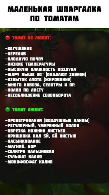 Вашим томатам будут завидовать ВСЕ соседи! #огород #томат #урожай