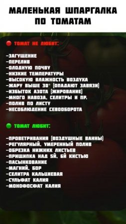 Вашим томатам будут завидовать ВСЕ соседи! #огород #томат #урожай