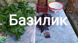 Сад. Базилик. 11.07.2025