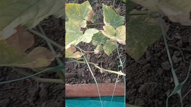 Мальва и огурцы.
