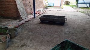 воскресенье в зоопарке за окном