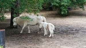 Мама,она и в Африке Мама