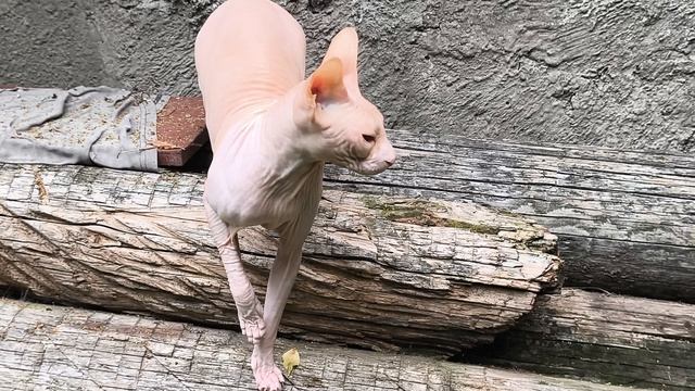 Василий толстый и глупый