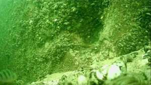 1000046356.mp4Волга гл.5м.13.07.2025г.