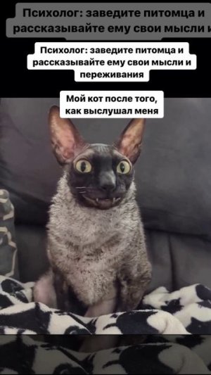 Теперь коту нужно к психологу