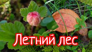 Красивая песня про ЛЕТНИЙ ЛЕС