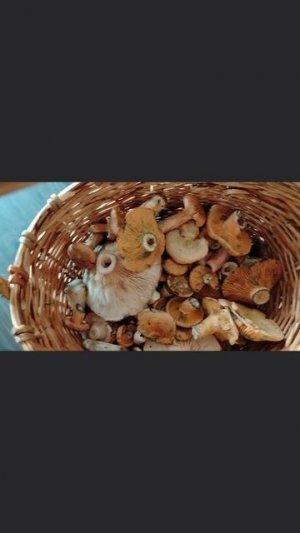 Грибной улов