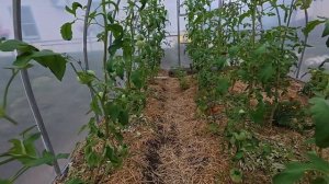 Снова нападают. Как поддержать растения.