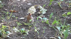 Зяблик поёт