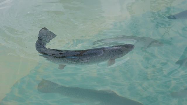 День Брянского поля 2025 3