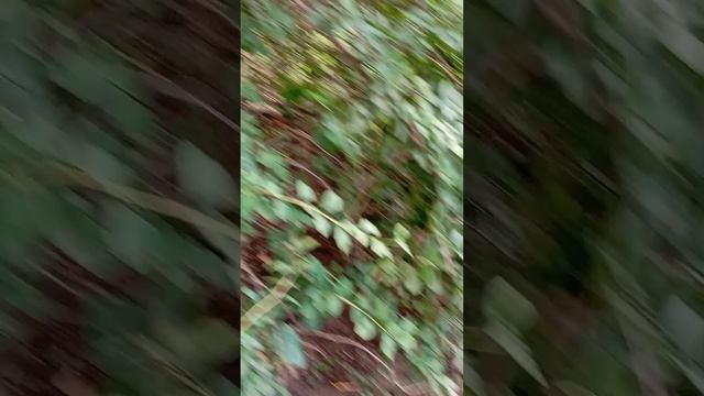 13.07.25. принесла корм в ближние кормушки для белочек и воробьев
