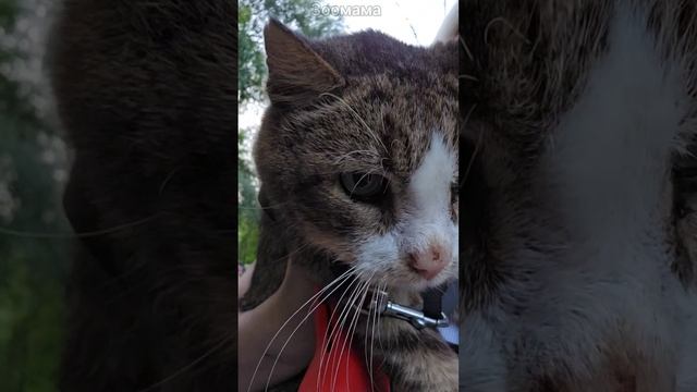 Тощий котик умирал у обрыва. Спасение Василия