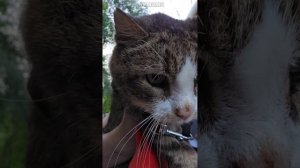 Тощий котик умирал у обрыва. Спасение Василия
