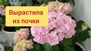 Зацвели гортензии Метаморфозы цвета