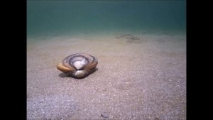 Как зарываются в песок ракушки!