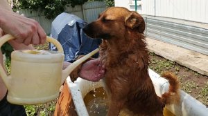 Купание Соболька!🐶🐕🦮