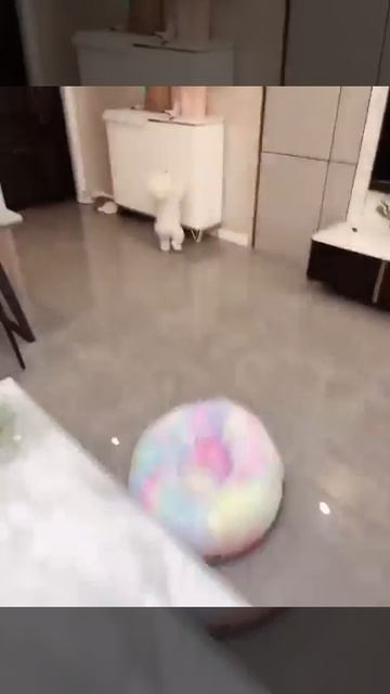 Милый пёсель развлекается 🤩🐩👍❤️