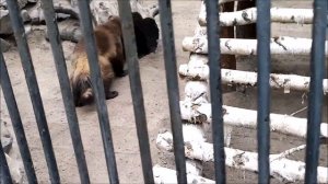 Новая пара росомах играет друг с другом 10.07.2025