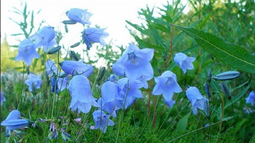 Разноцветные сказки: 7. «Голубая сказка».
Для детей дошкольного и младшего школьного возраста. смотреть онлайн