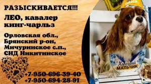 Пропала собака! ЛЕО, кавалер кинг-чарльз. Орловская обл., Брянский р-н, Мичуринское с.п.