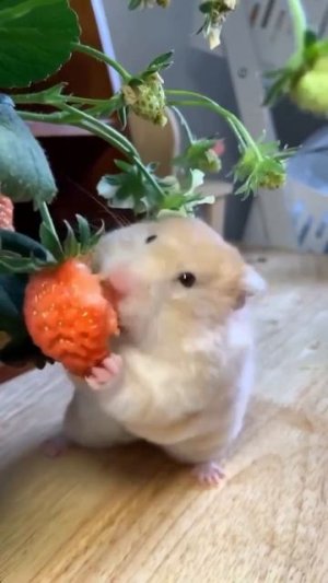 как вкусно 😋