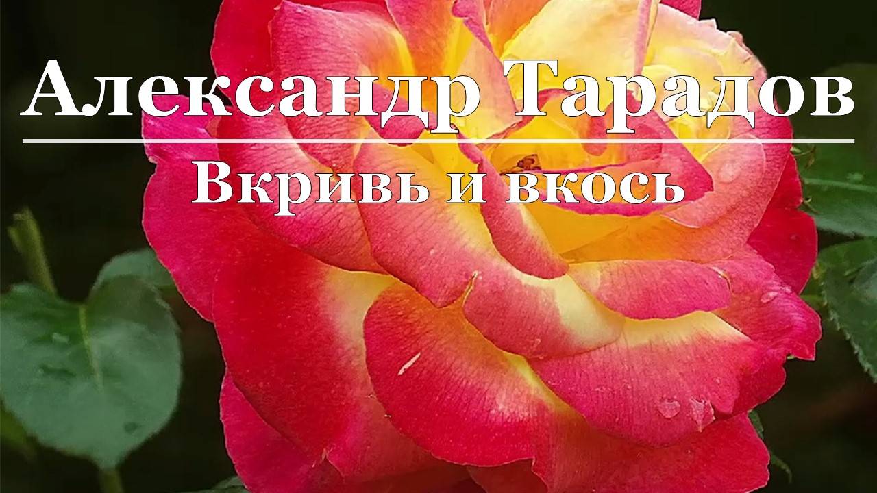 Александр Тарадов - Вкривь и вкось смотреть онлайн