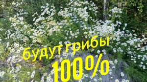 Будут грибы 100%