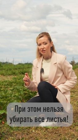 Как правильно удалять листья у земляники садовой?