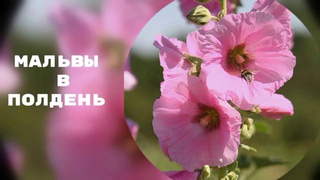 МАЛЬВЫ В ПОЛДЕНЬ.