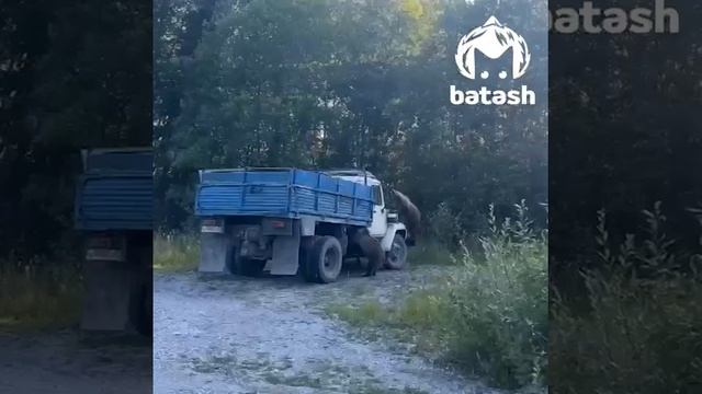 медведи-таможенники