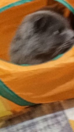 😻😺
