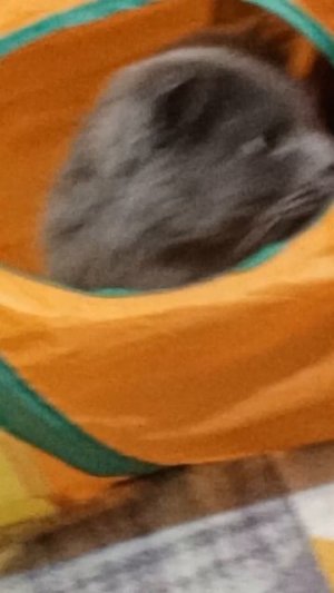 😻😺