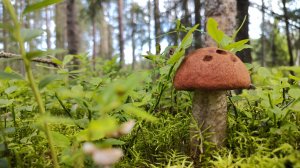 Грибники были в ШОКЕ и ОШАРАШЕНЫ!!! Разведка новых мест! Клондайк грибов!!!