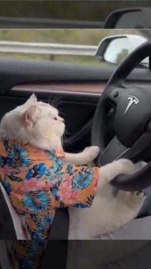 А вы уже купили вашему коту Теслу