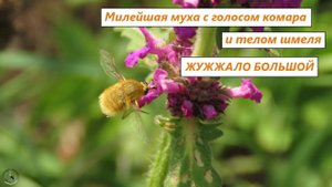 Жужжало большой - милейшая муха с голосом комара и телом шмеля