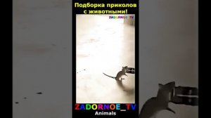 Животные приколы и не только