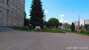 Корова в Йошкар-Ола июль 2025