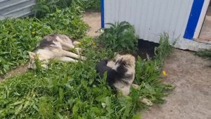 Песики балдеют