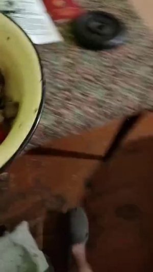 ХАТИКО два года дома!