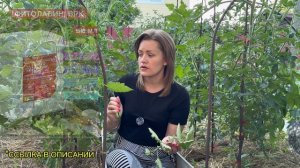 Это спасёт ваш урожай от бурой пятнистости. Симптомы и лечение (наглядный пример).
