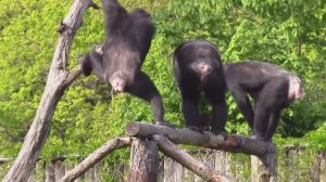 Трио обыкновенных шимпанзе / Таллинский зоопарк