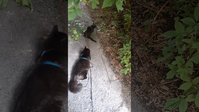 Отдыхают котики.