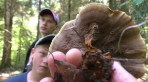 В ЛЕСУ КТО ТО ЕСТЬ!? НАС ПОКУСАЛИ!!! В ЗАСУХУ КОРЗИНУ ГРИБОВ!