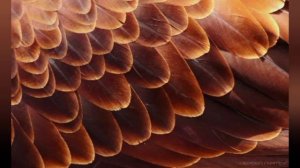 Притча Ву и чемоданы