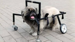 Четырехколесная коляска для собак.