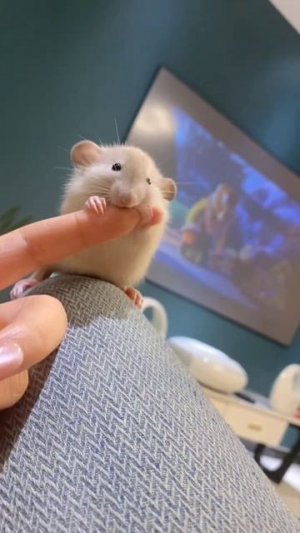 нежный хомячок ❤️