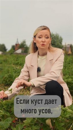 Зачем удалять усы у земляники садовой?
