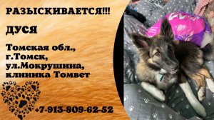 Пропала собака! ДУСЯ. Томская обл., г.Томск.