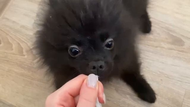 любимая собака