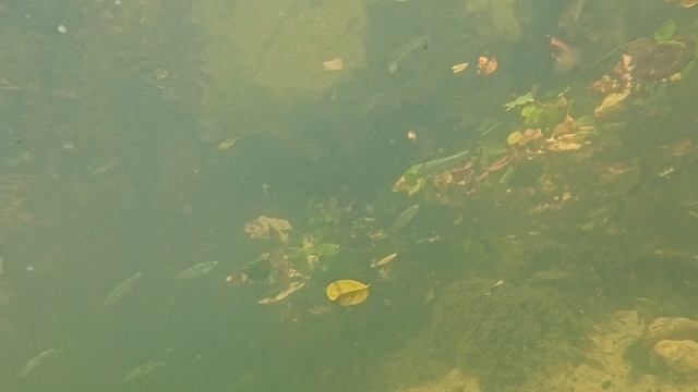 Залипательное видео про рыб и опавшие листья в ручье